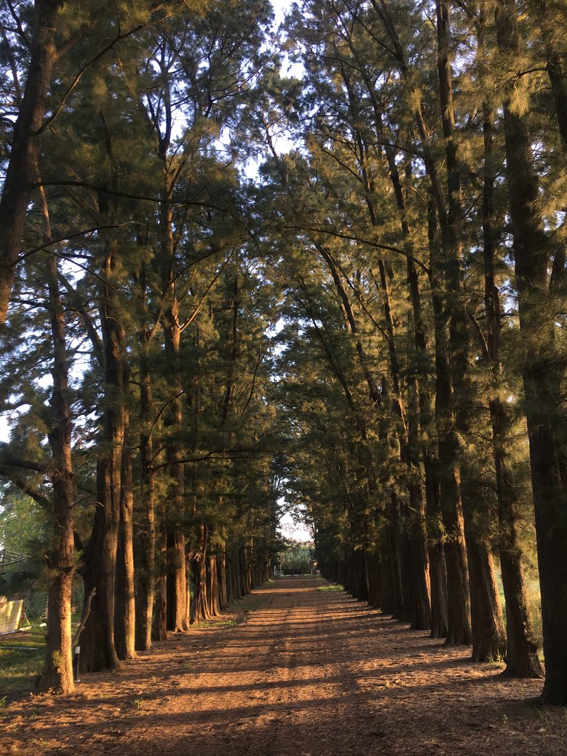 Sendero arbolado